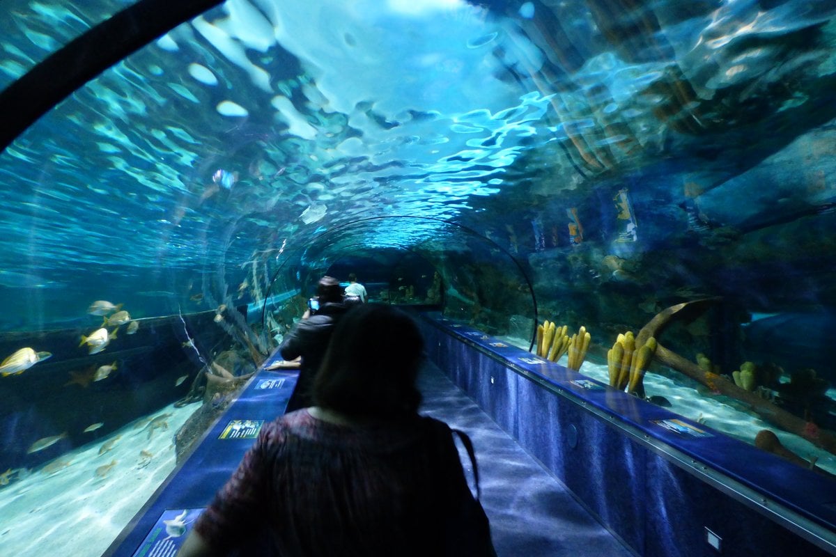 South Carolina Aquarium - Gallery Image 1